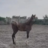 کره نریان یکسر ۱۵ ماهه