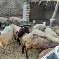 اهواز مسیر حمیدیه