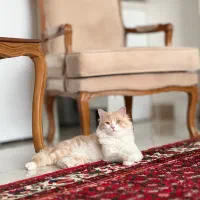 گربه خانگی|گربه|شیراز, ستارخان|دیوار