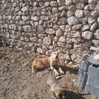 سگ ماده افغان گله ای