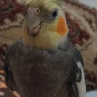 عروس هلندی رفته سینامون