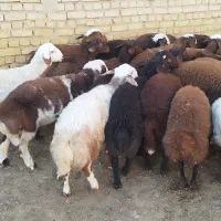 بره نره و ماده مناسب پروار و داشت