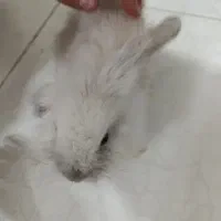 خرگوش لوپ نر سفید طوسی بازیگوش