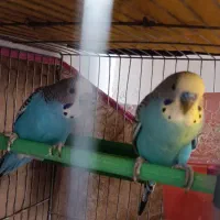 جفت مرغ عشق دستی