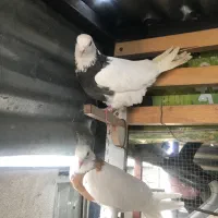 کفتر طوقی معاوضه