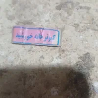 گرفتنی|پرنده|رزن, |دیوار