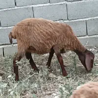 بره دلاق چاق.تقلی