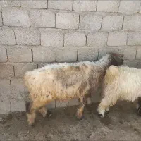 الیگودرز روستای سور