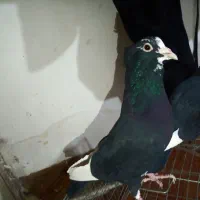 فروش سر سیاه پلنگ سینه گلی