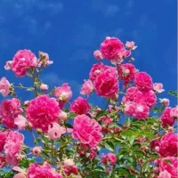 پرستار سالمند الزایمری