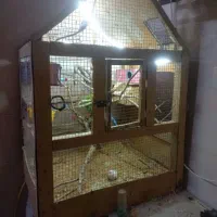 دو جفت مرغ عشق