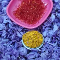 زعفران محلی با بهترین کیفیت کاشت خودم