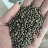 خرید گندم جو سیاه دانه گاودانه تخم کتان نخود سیاه|خدمات باغبانی و درختکاری|اردبیل, |دیوار