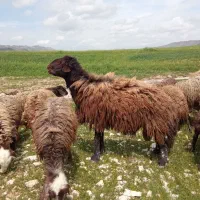 شک ورن نژادافشار