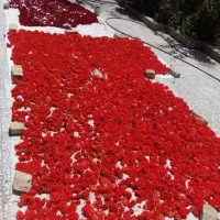 فروش گل انار فارسی قیمت توافقی