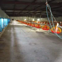 اجاره-مرغداری-25هزارتایی