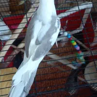 فرشته های زیبا