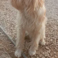 سگ ب|سگ|سرپل ذهاب, |دیوار