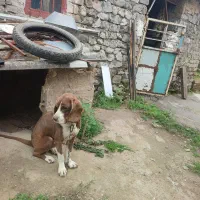 واگذاری سگ پیونتر دنبلانی