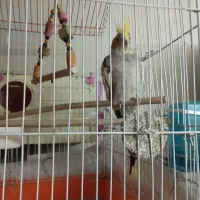 عروس هلندی ومرغ عشق