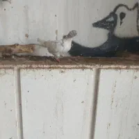 تعدادی کبوتر