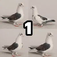 کبوتر. کفتر