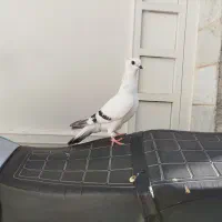 شامی ماده سفید برفی