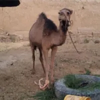 فروش یک عدد شتر ماده|حیوانات مزرعه|گناباد, |دیوار