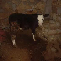 گوساله نر سمیتال بره پرواری