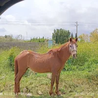 آموزش سوارکاری وپانسیون اسب