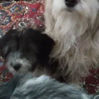 واگذاری میشه