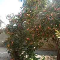 خرمالو برمیدارم نقدمیدم(( توضیحات کامل هست))