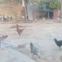 مرغ و خروس