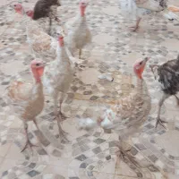 بوقلمون
