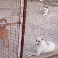 نیروی خدماتی برای پناهگاه حیوانات (سگ)