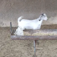 بره .بزغاله