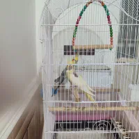 جفت عروس هلندی|پرنده|زابل, |دیوار