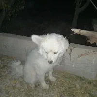 سگ پاکوتاه حرف گوش جا گذاشتم|سگ|رباطکریم, رباطکریم|دیوار