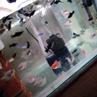 فروش ماهی زینتی