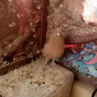 سه عدد کفتر دوکت زرد و گرگی|پرنده|اشکذر, |دیوار