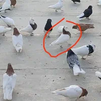 کبوتر طوقی زرد گمشده