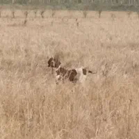 سگ شکاری پویینتر|سگ|چاف و چمخاله, |دیوار