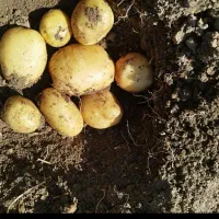 سیب زمینی بزری