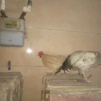 یک عدد خروس محلی با دو عدد مرغ محلی بزرگ|حیوانات مزرعه|هندیجان, |دیوار