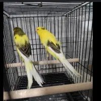 مشارکت درتواید قناری رسمی بلندوکشیده بلند