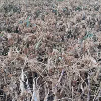کار