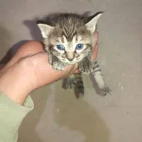 واگذاری گربه