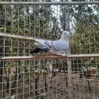 کفتر بلژیکی|پرنده|صفادشت, |دیوار