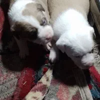 سگ پیتبول|سگ|نورآباد, |دیوار