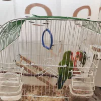 پرنده زینتی|پرنده|اردبیل, |دیوار